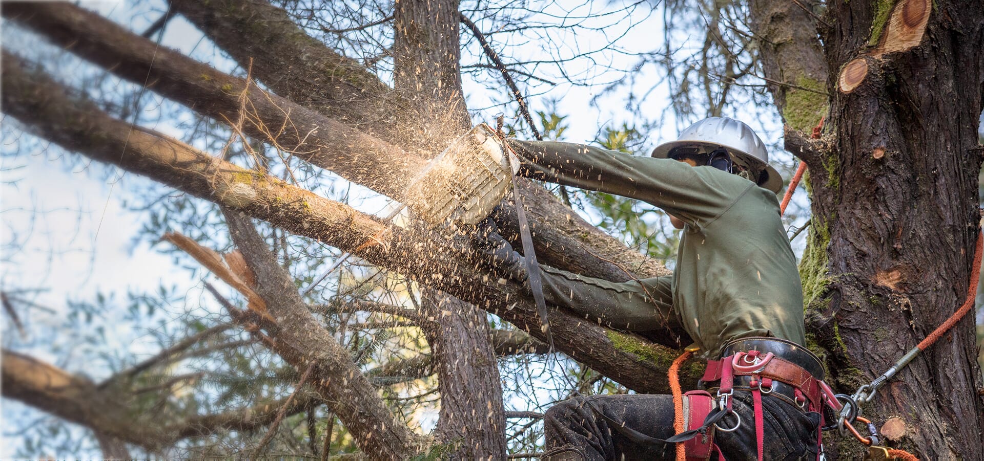 Tree Removal vs. Tree Trimming Calgary When to Choose Each Apex Tree